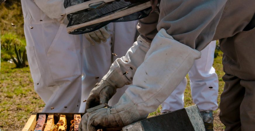 Haiti Beekeepers from B.C. are using bees and regenerative farming to restore land and empower Haitian communities.
