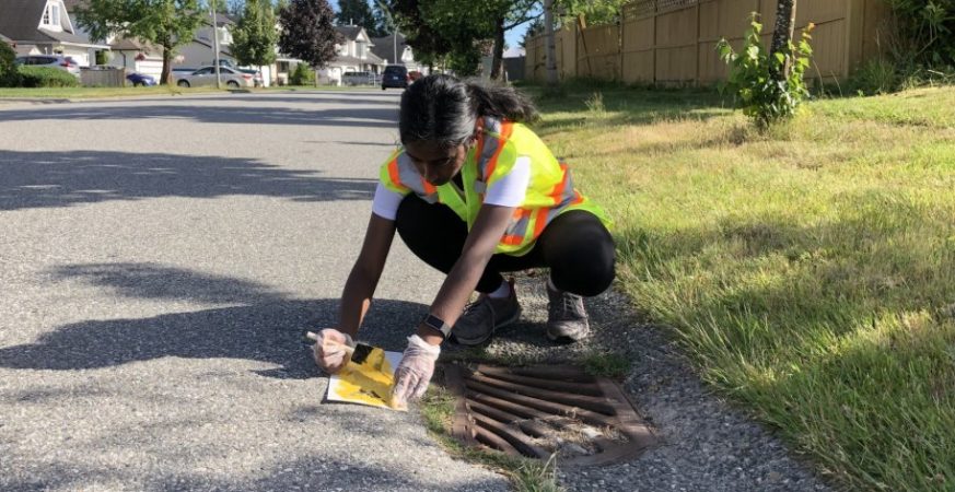 Why Yellow Fish Are Appearing on Surrey's Storm Drains