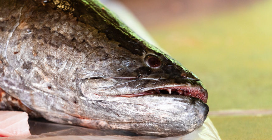 B.C. Derby Offers Cash to Hook Invasive River Fish