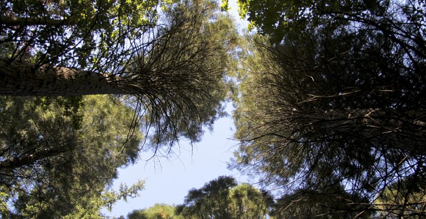 Surrey Trees Need Your Help to Beat the Heat