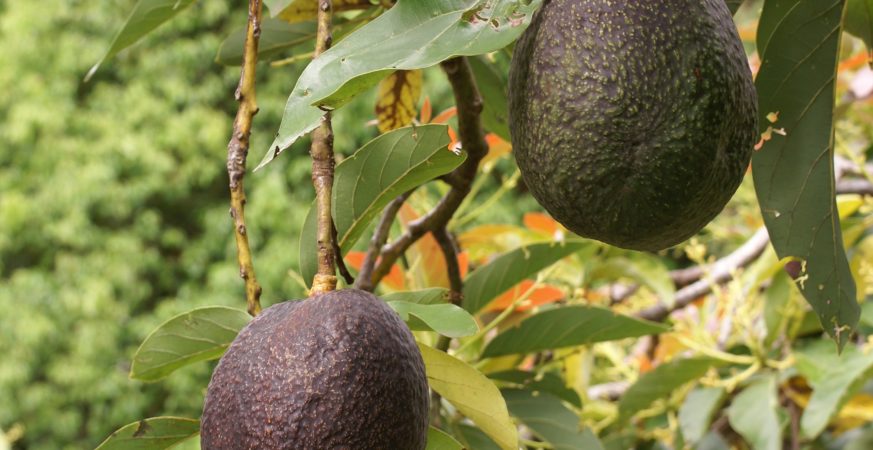 Avocado Supply at Risk Without Native Habitat, Study Finds