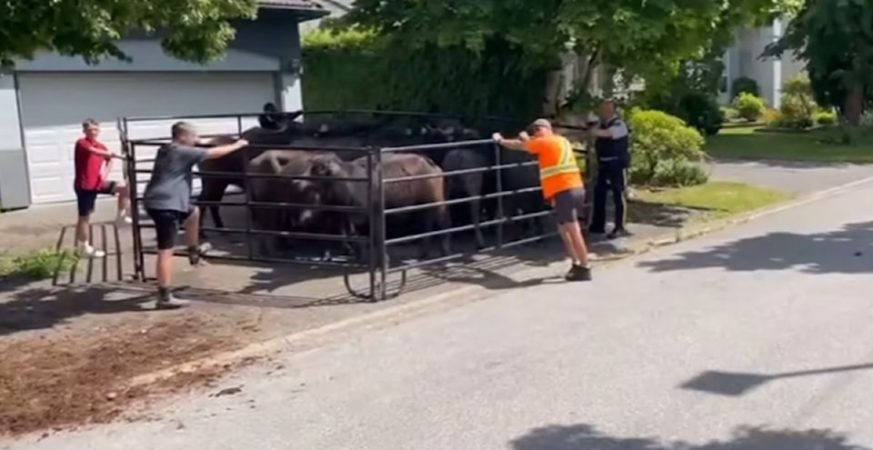 Buffalos