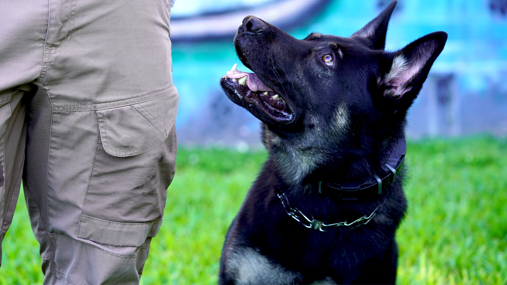 Delta’s Epsilon Dog Training Earns BC SPCA Accreditation