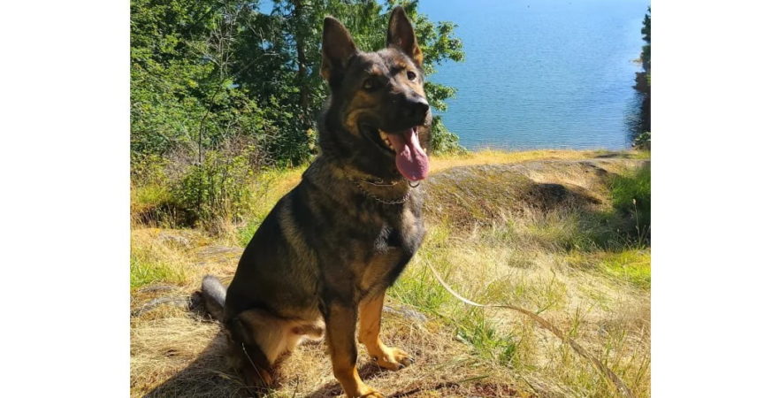 Police Dog Lotto Injured in Surrey Arrest, Recovering Well