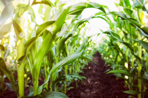 Help Feed Neighbours: Donate Extra Crops in Surrey & White Rock