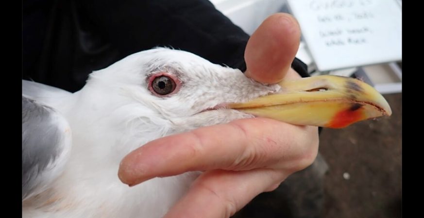 Seagull