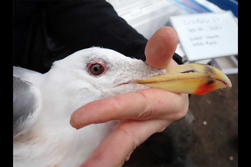 Seagull