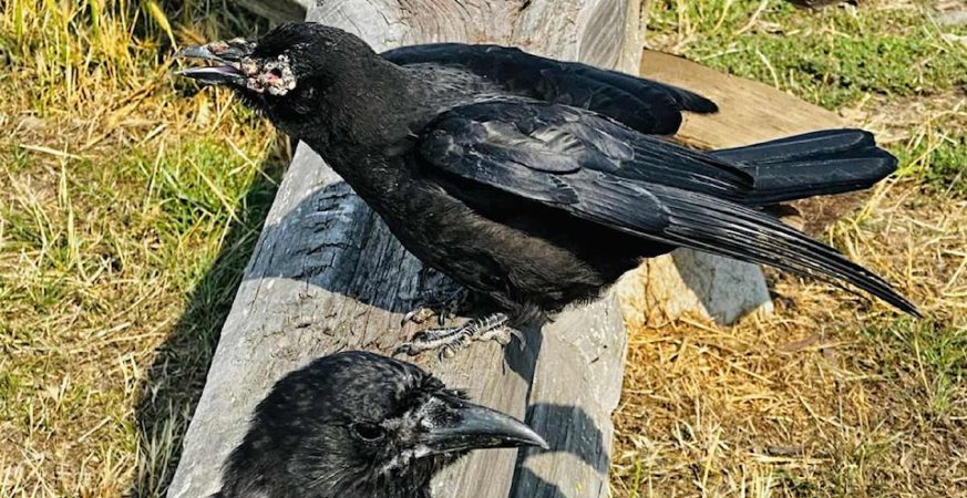 crows