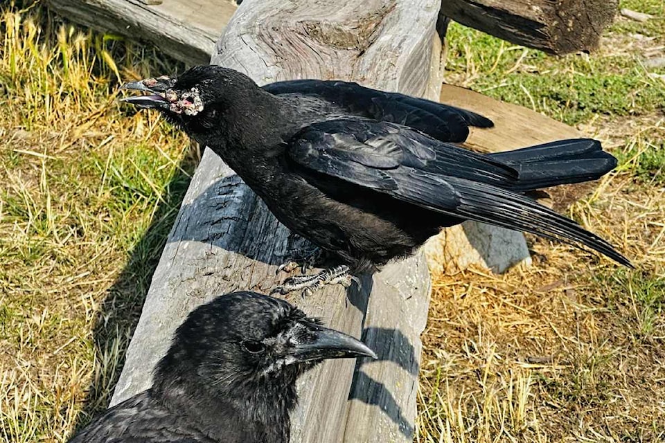crows