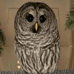 Thrill Above the Canyon: Highlining Over Miles Canyon