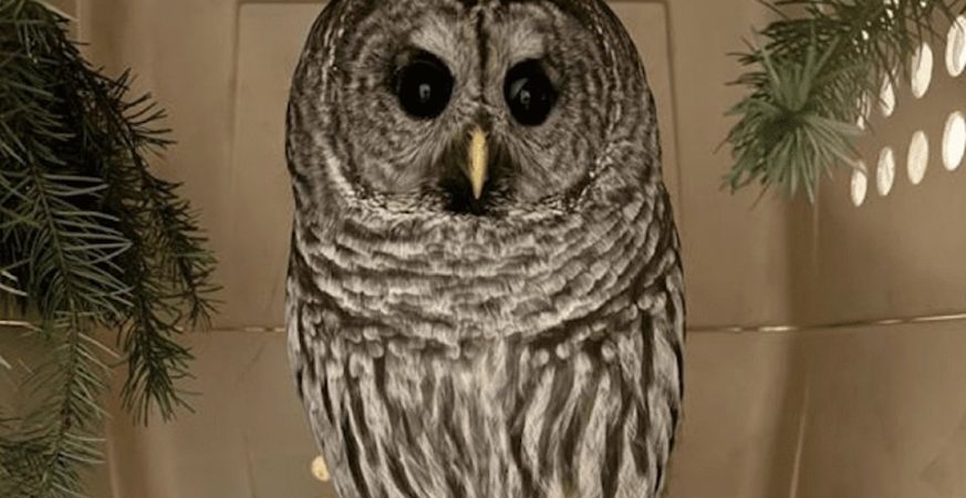 BC SPCA is urging drivers to be extra cautious of owls as daylight hours dwindle.