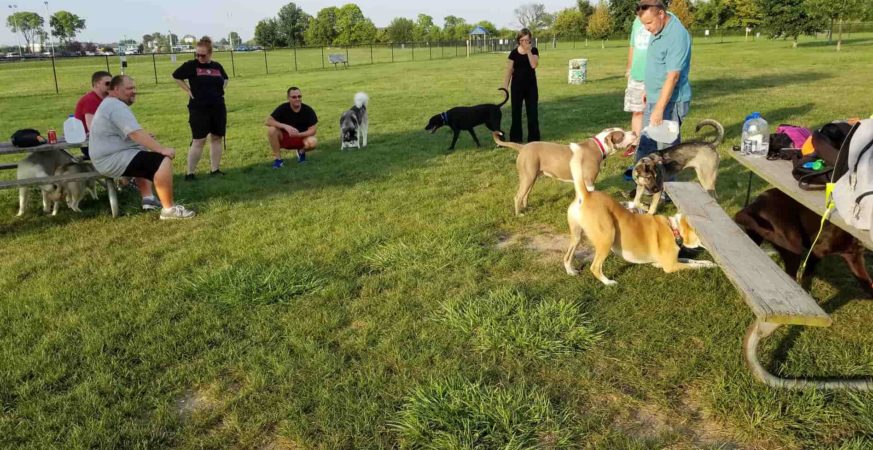 Best Dog-Friendly Parks and Cafés in Surrey
