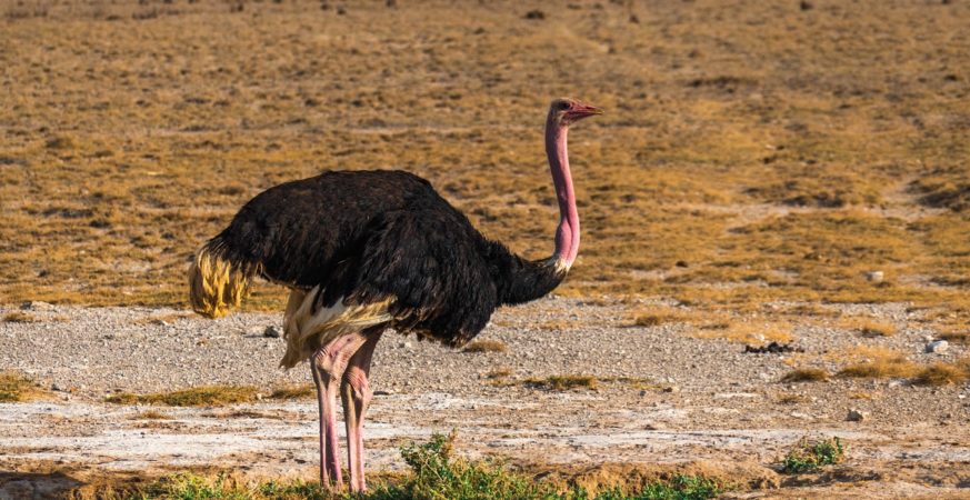 RCMP Probe Threats Over B.C. Ostrich Farm