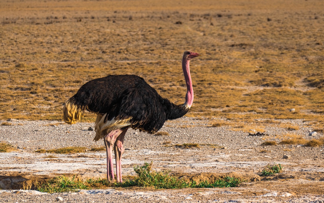 RCMP Probe Threats Over B.C. Ostrich Farm