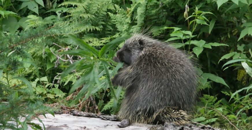 A porcupine near Glacier National Park's