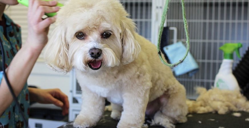 Rising Veterinary Costs Push Pet Care Out of Reach