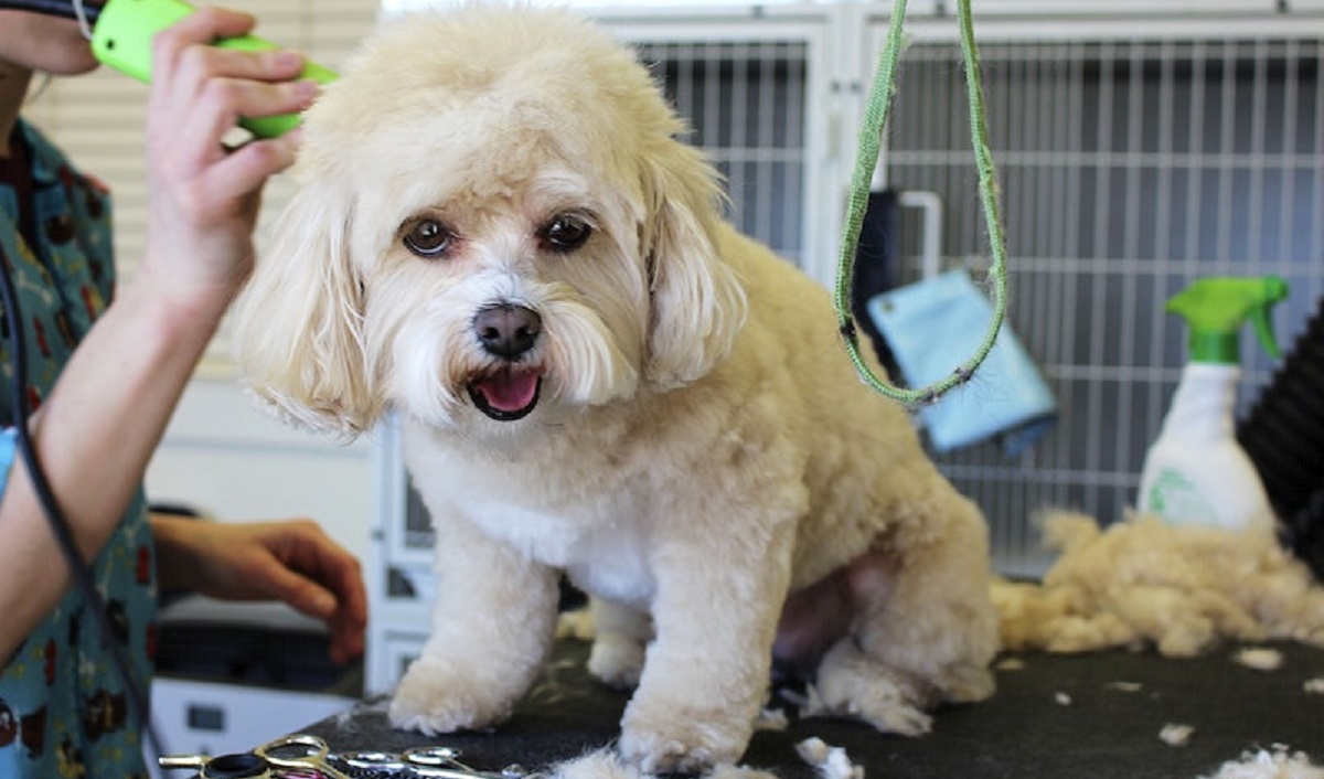 Rising Veterinary Costs Push Pet Care Out of Reach
