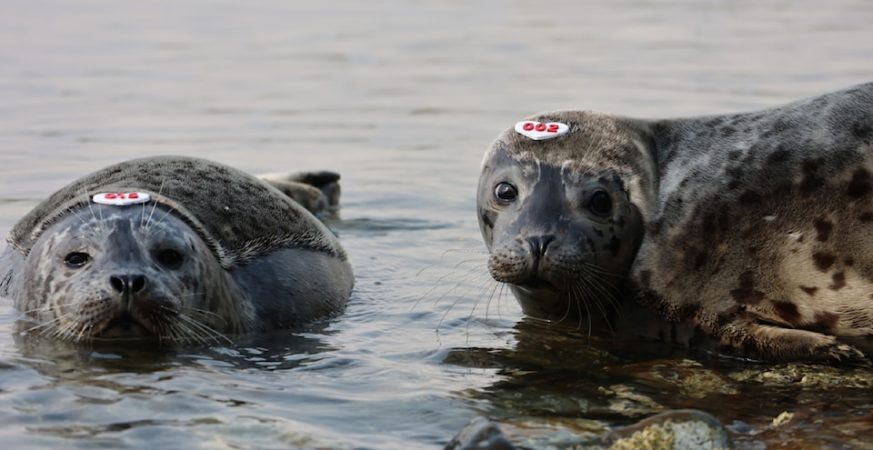 Harbour seal pup Zeus returns to ocean after rescue