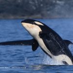 Surrey Bass Player Loses Lawsuit After Salon Scuffle