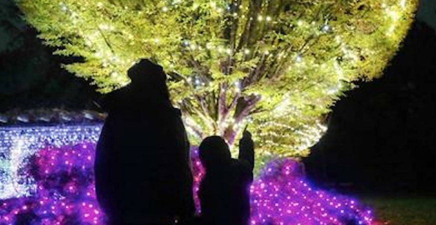 People and lit trees at Bear Creek Lights