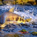 Sherwood’s OT Magic Lifts Canucks Past Oilers in 4-3 Thriller