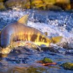 Surrey’s Kadyn Armitage Joins Baseball Canada’s U18 Team