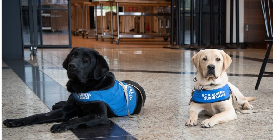 B.C. guide dog puppies master ferry terminal escalators