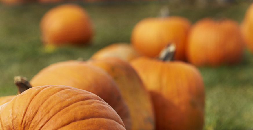 South Surrey Harvest Festival Promises Music, Food, and Fun